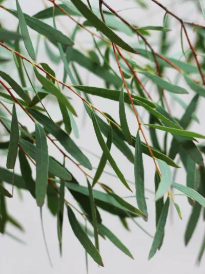 Eucalyptus nicholii, Narrow-leaved Peppermint, Willow-leaved Peppermint, Nichol's Willow-leaved Eucalyptus, Evergreen Tree