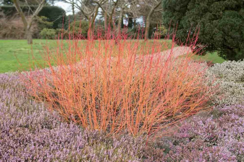 Cornus Sanguinea 'Midwinter Fire', Bloodtwig Dogwood 'Midwinter Fire', European Dogwood 'Midwinter Fire', Dogwood 'Midwinter Fire', Deciduous Shrubs, Foliage, Fall color, Winter color