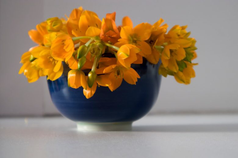 Ornithogalum dubium, Star of Bethlehem, Orange Star Flower, Sun Star, Yellow Chinkerinchee, Geeltjienkerientjee, Orange flowers,