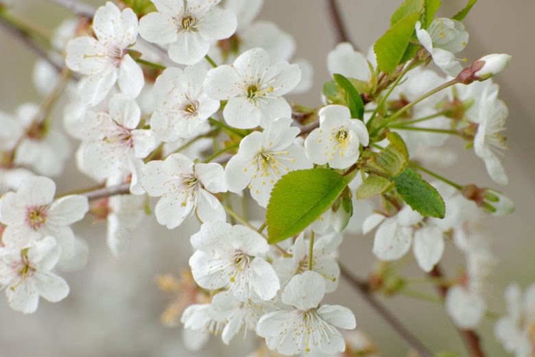 Prunus cerasus 'North Star',Tart Cherry 'North Star', Sour Cherry 'North Star', Dwarf Cherry 'North Star', White flowers, Spring Flowers, Cherry tree, Cherries, Red Cherries, Fruit tree
