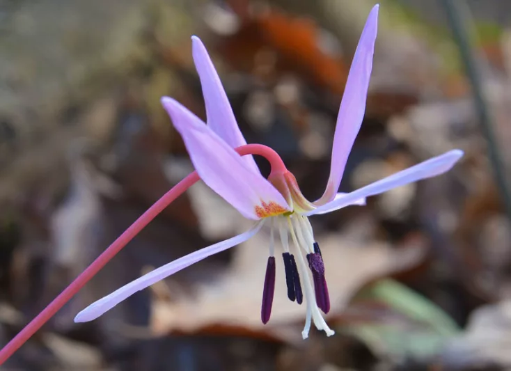 Erythronium dens-canis 'Purple King', Dog's Tooth Violet 'Purple King', Trout Lily 'Purple King', Adder's Tongue 'Purple King', Fawn Lily 'Purple King', Purple flowers, Spring flowers, Shade perennials