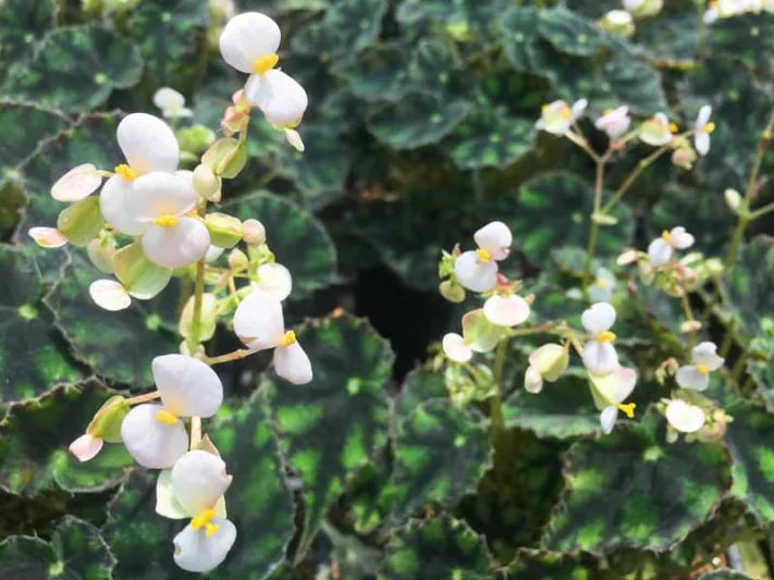 Begonia Tiger Paws, Eyelash Begonia 'Tiger Paws', Begonia bowerae 'Tiger Paws', Rhizomatous Begonias, Summer Perennials, shade plants, Shade flowers, shade loving flowers, Evergreen Begonia