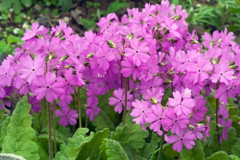 Primula sieboldii, Siebold Primrose, Cherry Blossom Primrose, Japanese Woodland Primrose, Primula saxatilis, Shade plants, shade perennial, Purple Primore, Purple Flowers, plants for shade, plants for wet soils