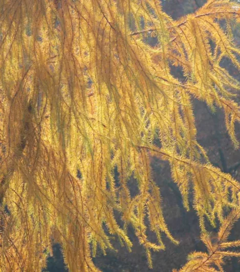 Larix kaempferi, Japanese Larch, Deciduous Conifer, Tree with fall color, Fall color, Attractive bark Tree, golden leaves