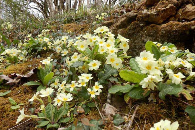 Primula vulgaris, Primrose, Wild Primrose, English Primrose, Blue Primrose, Primula acaulis, Primula grandiflora, Primula uniflora Gmelin, Primula vernalis, Yellow Primroses, Shade plants, shade perennial, spring flowers