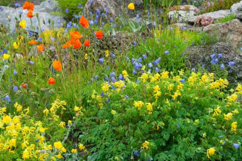Corydalis lutea, Fumewort, Fumitory, Yellow Corydalis, Yellow Fumewort, Yellow Flowers