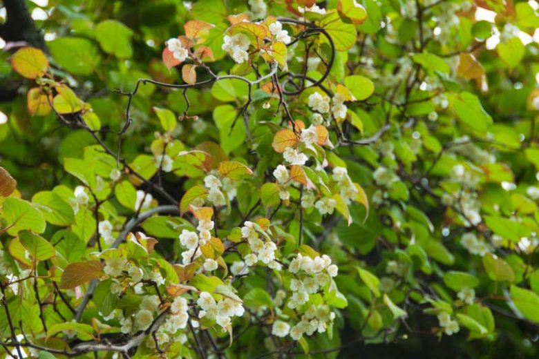Actinidia polygama, Silver Vine, Variegated Kiwi Vine, Vines, Climbers, Kiwi Vine
