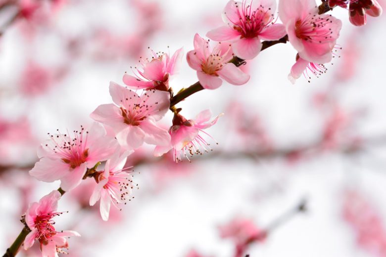 Prunus persica 'Elberta', Peach 'Elberta', Peach Tree, Flowering Tree, Fruit Tree