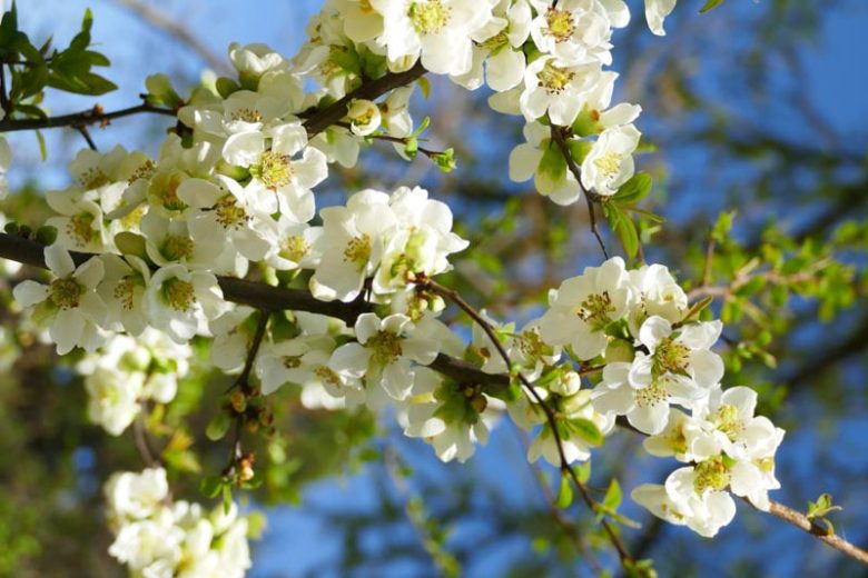 Chaenomeles speciosa 'Nivalis', Japanese Quince 'Nivalis', Flowering Quince 'Nivalis', Japanese Flowering Quince, White flowers, Early Spring blooms