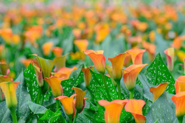 Zantedeschia 'Sunrise', Calla Lily 'Sunrise' , Arum Lily 'Sunrise', Calla Lilies, Arum Lilies, Zantedeschia care, orange calla lilies, peach calla lilies