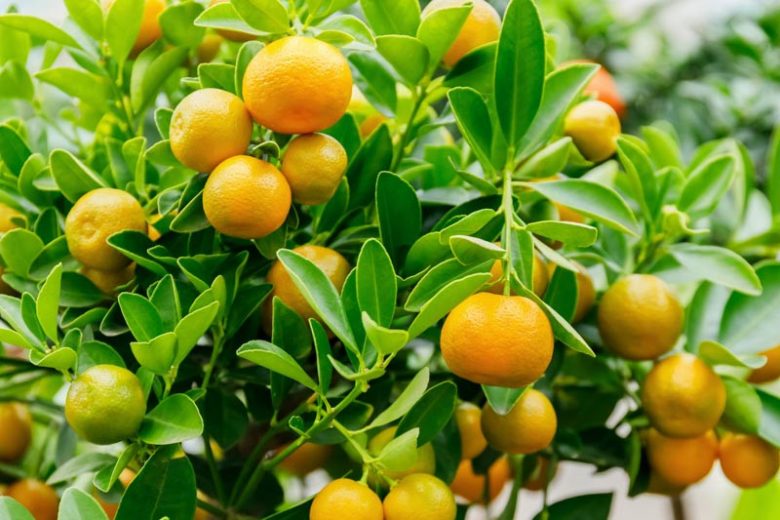 citrus microcarpa