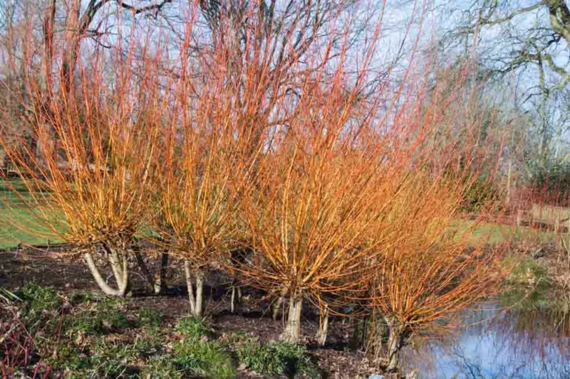 Salix alba var. vitellina 'Britzensis', Scarlet Willow, Coral Bark Willow, Salix alba 'Britzensis', Salix alba 'Chermesina', Salix alba subsp. vitellina 'Britzensis', Deciduous Shrubs, Foliage, Fall color, Winter color, Red bark, Coral Bark