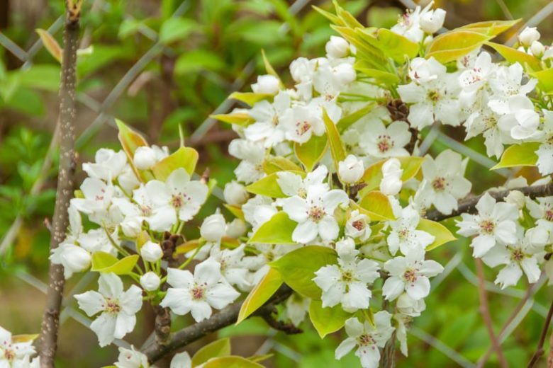 Pyrus pyrifolia 'Hosui',Pear 'Hosui', Hosui Pear, Pyrus 'Hosui', Asian Pear, Chinese Sand Pear, Yellow Pear, White Flowers