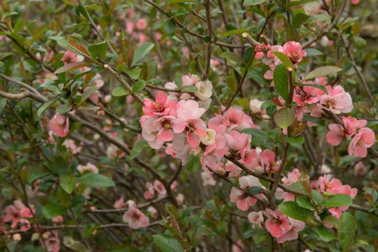 Chaenomeles speciosa 'Moerloosei',Japanese Quince 'Moerloosei', Flowering Quince 'Moerloosei', Chaenomeles speciosa 'Apple Blossom', Chaenomeles superba 'Moerloosii', Japanese Flowering Quince, Pink flowers, White flowers, Early Spring blooms