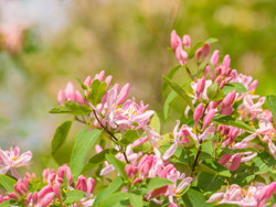 Lonicera, Honeysuckles, Lonicera heckrottii, Coral Honeysuckle, Goldflame Honeysuckle, Lonicera periclymenum, Woddbine, Lonicera brownii, Scarlet Trumpet Honeysuckle, Lonicera caeruela, Sweet