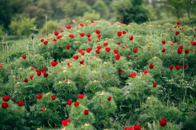 Paeonia tenuifolia,Fernleaf Peony, Fennel-Leaved Peony, Slender-Leaved Peony, Paeonia carthalinica, Paeonia hybrida, Red Peonies, Red flowers, Red Peony