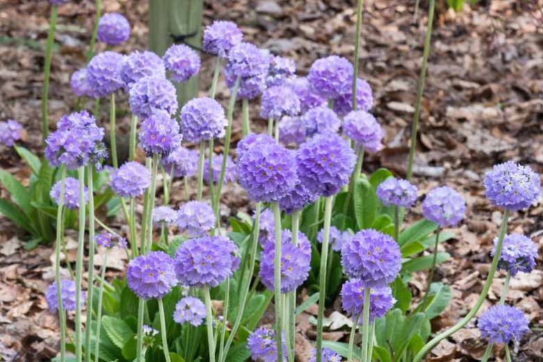 Primula Denticulata, Drumstick Primula, Tooth-Leaved Primrose, Shade plants, shade perennial, plants for shade, plants for wet soils
