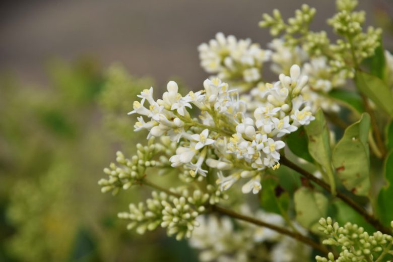 Ligustrum japonicum Rotundifolium, Japanese Privet 'Rotundifolium', Wax Leaf Privet 'Rotundifolium', Berries, Shrubs with berries