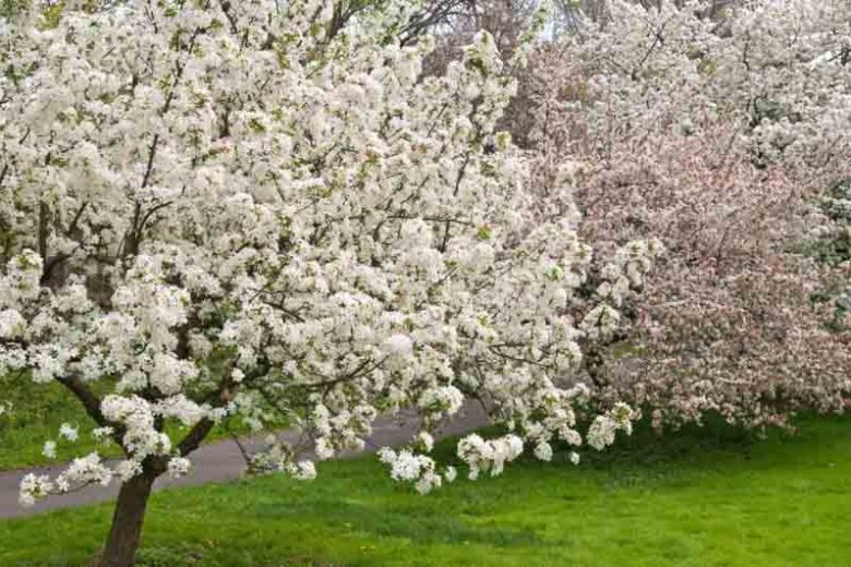 Malus 'Snowdrift', Crabapple 'Snowdrift', Crab Apple 'Snowdrift', Fragrant Tree, Red fruit, red berries, Winter fruits, White flowers,
