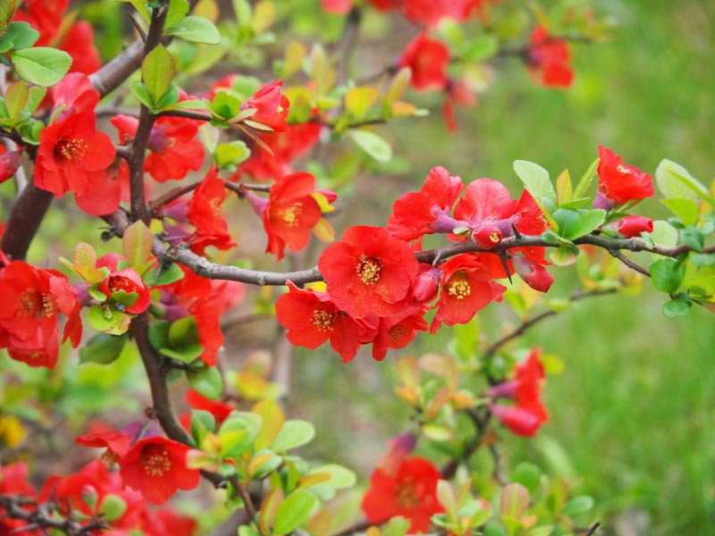 Chaenomeles x superba 'Knap Hill Scarlet'