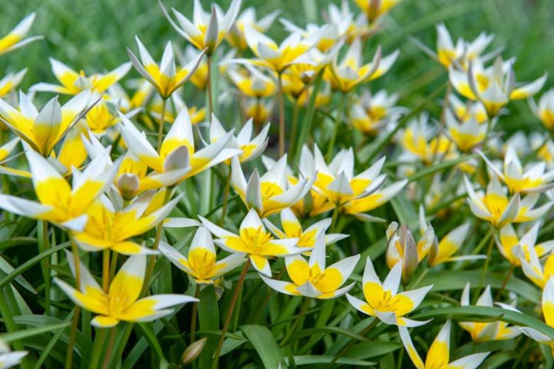 Tulip Tarda,Tulipa Dasystemon,Tulip Dasystemon Tarda, Botanical Tulip, Tulip Species, Mid spring tulip, Early spring tulip, bicolored tulip,Specie Tulips, Rock Garden Tulips, Wild Tulips