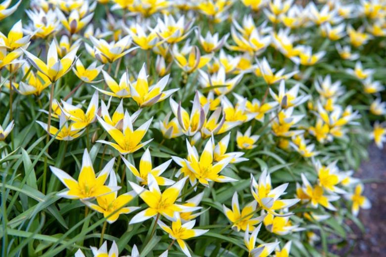 Tulip Tarda,Tulipa Dasystemon,Tulip Dasystemon Tarda, Botanical Tulip, Tulip Species, Mid spring tulip, Early spring tulip, bicolored tulip,Specie Tulips, Rock Garden Tulips, Wild Tulips