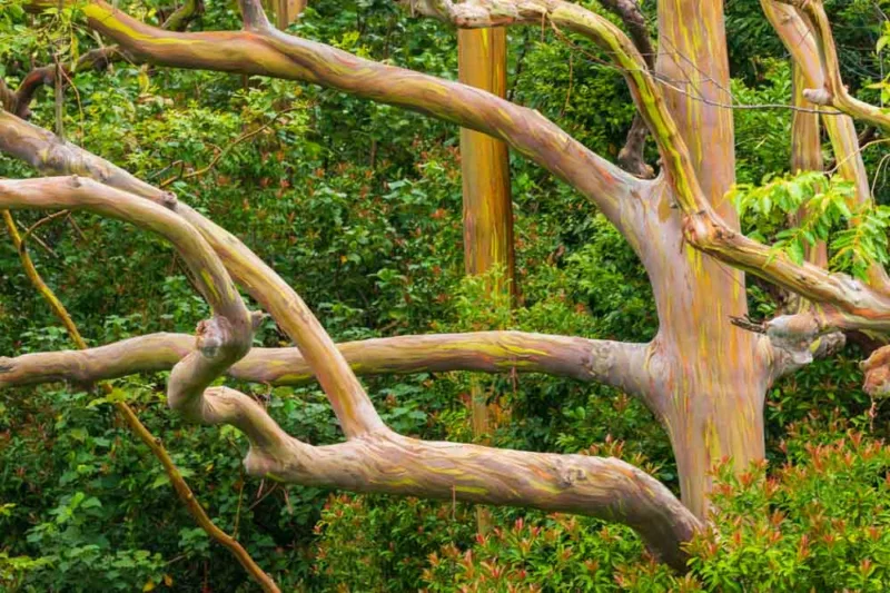 Eucalyptus perriniana, Spinning Gum, Silver Dollar Gum, Round-Leafed Gum, Evergreen Tree, Bark, White Bark