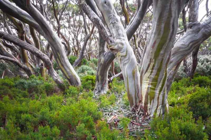 Eucalyptus pauciflora, Snow Gum, White Sallee, Cabbage Gum, Weeping Gum, Flooded Gum, Ghost Gum, Peppermint, Swamp Gum, Evergreen Tree, Bark, White Bark