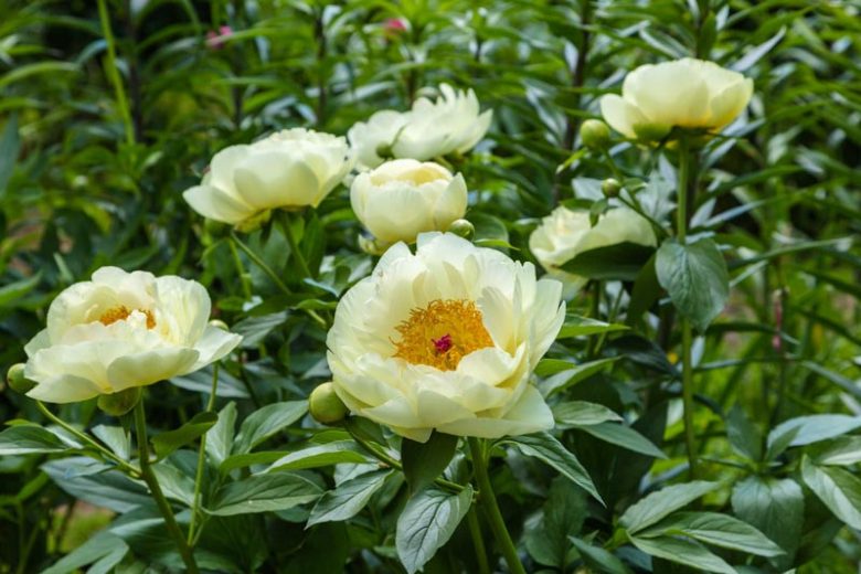 Paeonia 'Lemon Chiffon', Peony 'Lemon Chiffon', 'Lemon Chiffon' Peony, Chinese Peony 'Lemon Chiffon', Common Garden Peony 'Lemon Chiffon', Yellow Peonies, Yellow flowers, Hybrid Peony