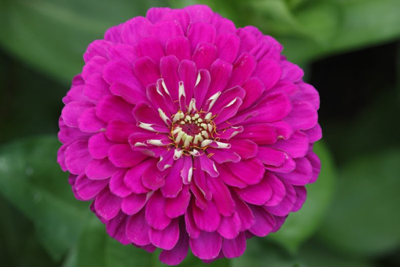 Zinnia 'Giant Violet Queen', Zinnia Elegans 'Giant Violet Queen', Purple Zinnia, Purple Double Zinnia, Tall Zinnia, Lilac Zinnia