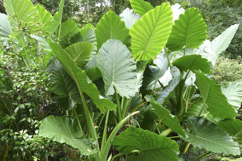 Alocasia, Taro, Elephant Ears, Upright Elephant Ears, Alocasia macrorrhiza, Alocasia amazonica, African Mask, evergreen perennial, Shade Perennial,