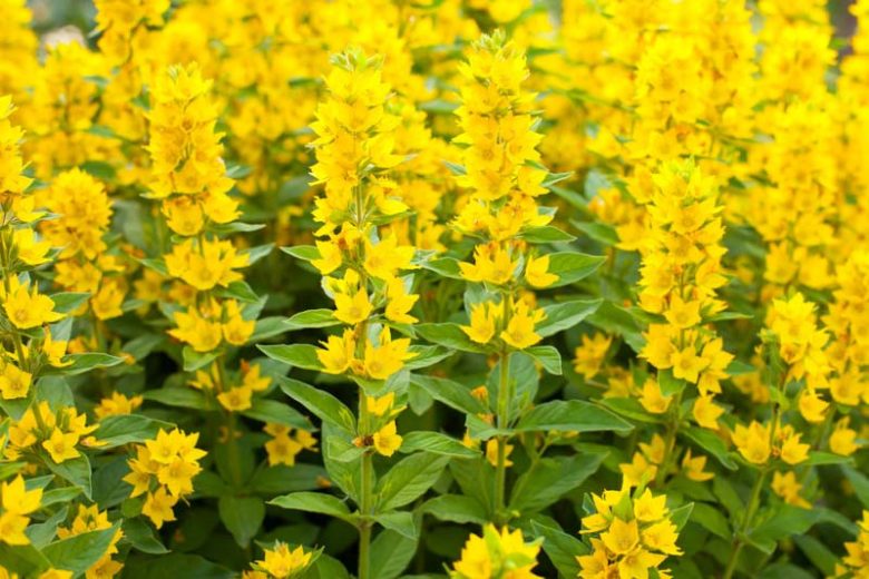 Lysimachia Punctata,Yellow Loosestrife, Whorled Loosestrife, Garden Loosestrife, Dotted Loosestrife, Yellow flowers