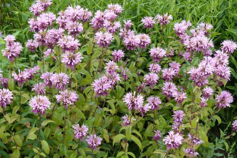 Monarda 'Beauty of Cobham',Bee balm 'Beauty of Cobham', Bergamot 'Beauty of Cobham', pink Monarda, pink bee balm, pink flowers
