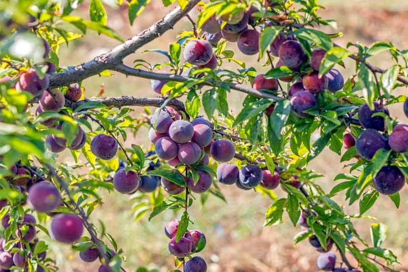 Plums, European plums, Oriental plums, Japanese Plums, Prunus domestica, Prunus. salicina, Plum Trees, Flowering Trees, Fruit Trees, Summer Fruit