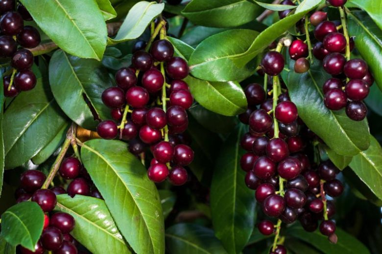 Prunus laurocerasus, English Laurel, Cherry Laurel, Laurel Cherry, Versailles Laurel, Common Laurel, Evergreen Shrub, Evergreen Tree, Fragrant Shrub, Fragrant Tree