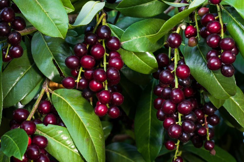 Prunus laurocerasus, English Laurel, Cherry Laurel, Laurel Cherry, Versailles Laurel, Common Laurel, Evergreen Shrub, Evergreen Tree, Fragrant Shrub, Fragrant Tree