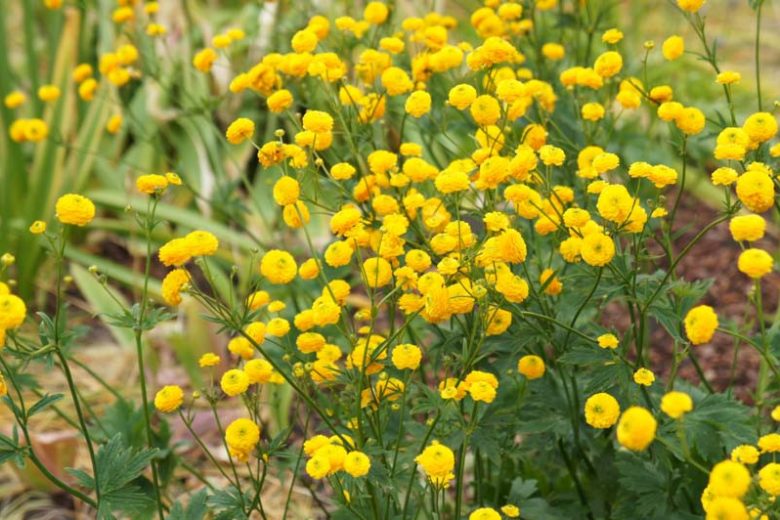 Ranunculus acris 'Flore Pleno', Double Meadow Buttercup, Bachelor's Buttons, Double Upright Crowfoot, Gold Buttons, King's Knobs, Soldier's Buttons, Yellow Bachelor's Buttons, spring flowering bulb, fall flowering bulb, Yellow flowers, Yellow Ranunculus