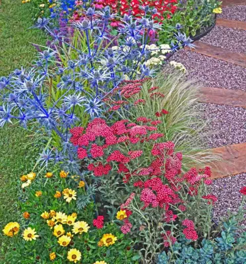Eryngium x oliverianum, Oliver Sea Holly, Oliver Eryngo, Blue flowers, Blue perennials