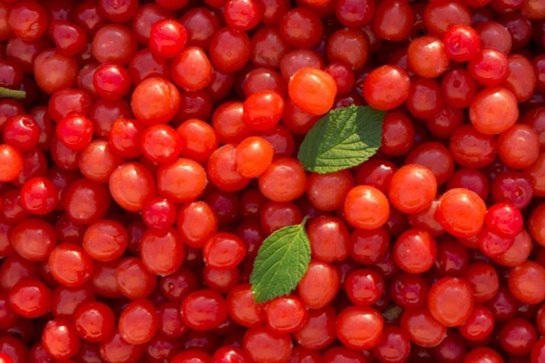 Prunus Tomentosa, Nanking Cherry, Korean Cherry, Manchu Cherry, Downy Cherry, Shanghai Cherry, Ando Cherry, Mountain Cherry, Chinese Bush Cherry, Chinese Dwarf Cherry, Flowering Shrub, Fruit Shrub