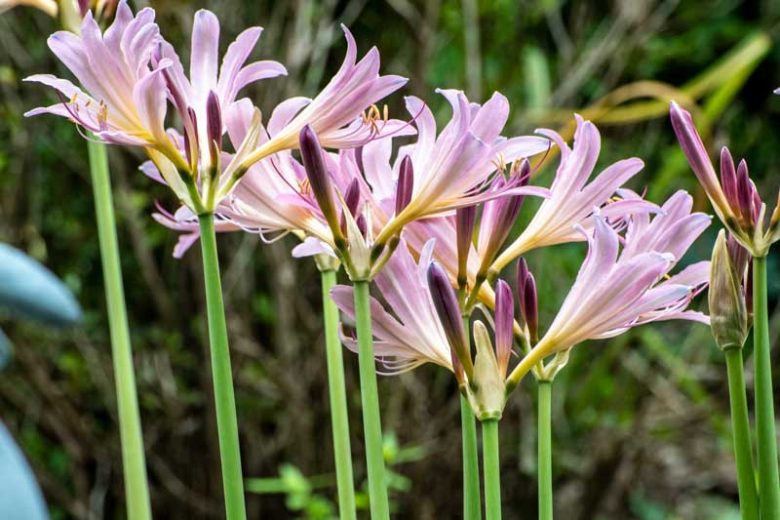 Lycoris squamigera, Resurrection Lily, Magic Lily, Mystery Lily, Sesame Lily, Upstart, Pink Lycoris, Pink Lily, Pink flowers