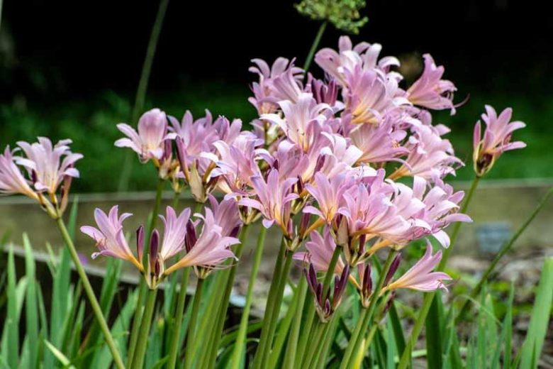 Lycoris squamigera, Resurrection Lily, Magic Lily, Mystery Lily, Sesame Lily, Upstart, Pink Lycoris, Pink Lily, Pink flowers