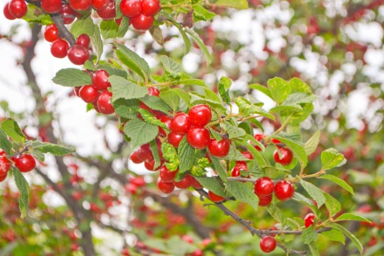 Prunus Tomentosa, Nanking Cherry, Korean Cherry, Manchu Cherry, Downy Cherry, Shanghai Cherry, Ando Cherry, Mountain Cherry, Chinese Bush Cherry, Chinese Dwarf Cherry, Flowering Shrub, Fruit Shrub