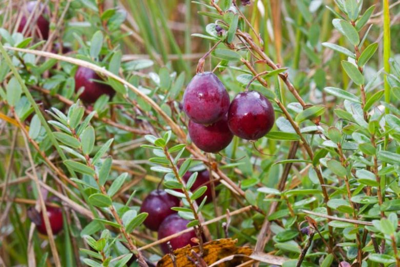 Vaccinium macrocarpon, Cranberry, Fruiting Shrubs, Red Berries, Cranberries,