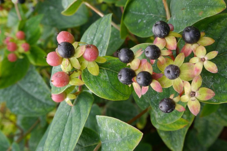 Hypericum androsaemum, Sweet Amber, Tutsan, Balm of the Warrior's Wounds , Park Leaves  Evergreen Shrub, yellow flowers, Hypericum, St John's Wort
