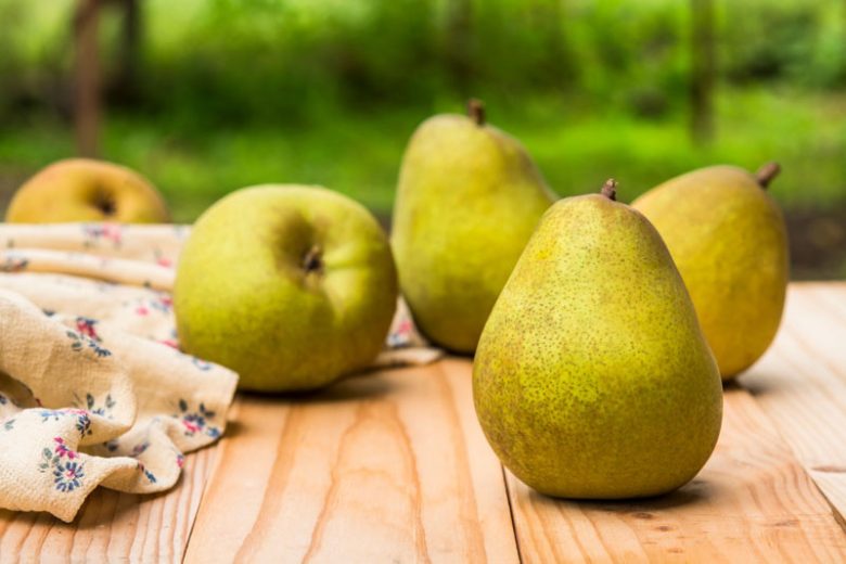 Pyrus communis 'Bartlett', Pear 'Bartlett', Bartlett Pear, Pyrus 'Bartlett', Pyrus communis 'Williams' Bon Chretien', Pear 'Williams' Bon Chretien', Williams' Bon Chretien Pear, Pyrus 'Williams' Bon Chretien', European Pear, Common Pear, Wild Pear, Choke Pear, Yellow Pear, White flowers,