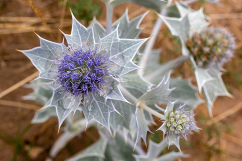 Eryngium maritimum, Sea Holly, Sea Eryngo, See Eryngium, Sea Holm, Semi-Evergreen Perennials, Blue flowers, Blue perennials