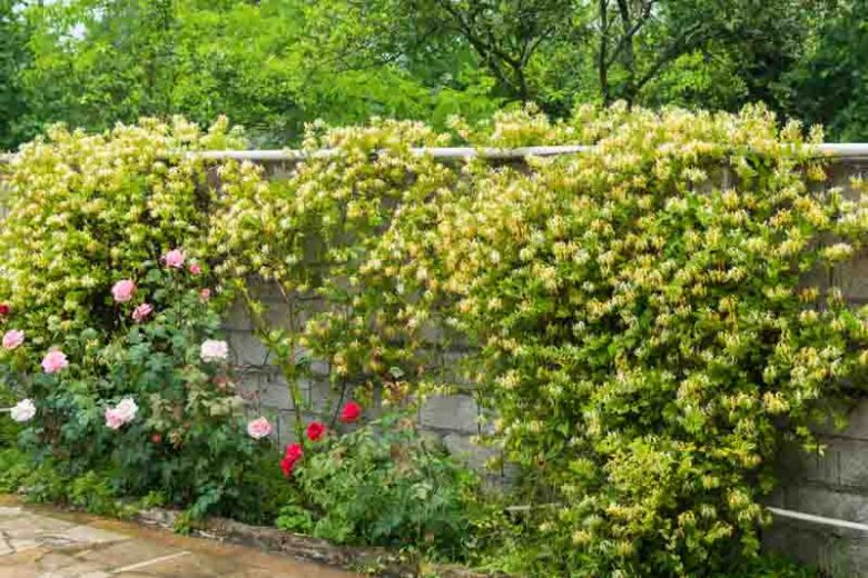Lonicera japonica 'Halliana', Japanese Honeysuckle 'Halliana', Hall's Japanese Honeysuckle, Yellow Lonicera, Yellow Honeysuckle