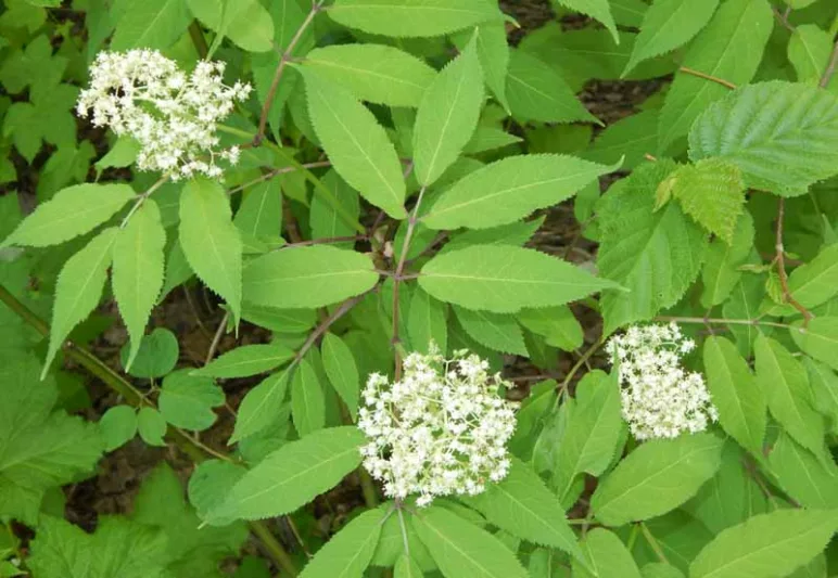 Sambucus canadensis, American Black Elderberry, American Elder, Common Elderberry,Elderberry, Sambucus nigra subsp. canadensis