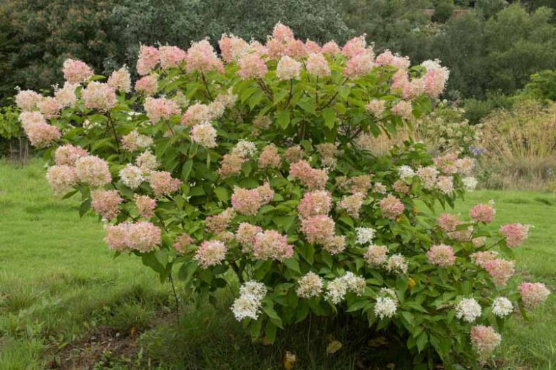 Hydrangea Paniculata 'Phantom', Hydrangea 'Phantom', Phantom Hydrangea, Panicle Hydrangea 'Phantom', Paniculate Hydrangea 'Phantom', White Flowers, White Hydrangea