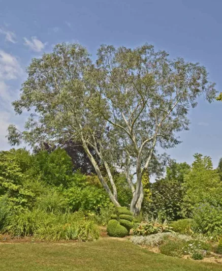 Eucalyptus pauciflora subsp. niphophila, Alpine Snow Gum, Snow Gum, Evergreen Tree, Beautiful Bark, Fragrant Tree